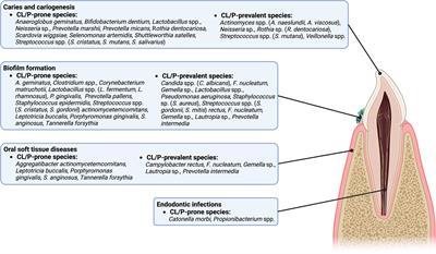 Characterizing the microbiota of cleft lip and palate patients: a comprehensive review